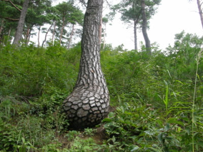 꾸미기수정_꾸미기_DSCN4335.JPG