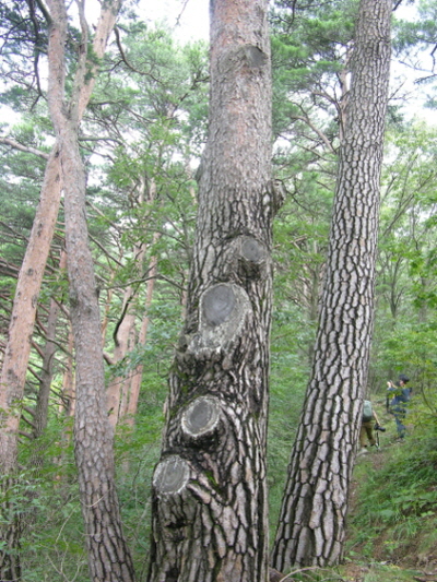 꾸미기수정_꾸미기_DSCN4203.JPG